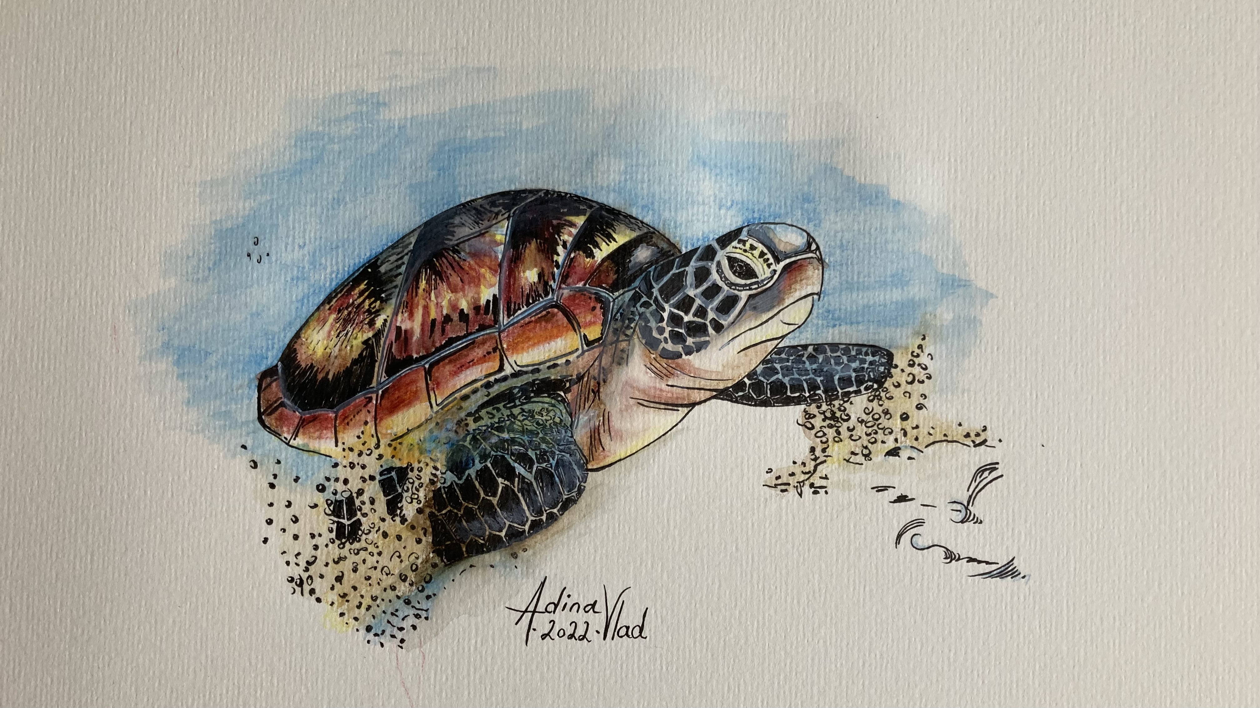 Turtle illustration artwork